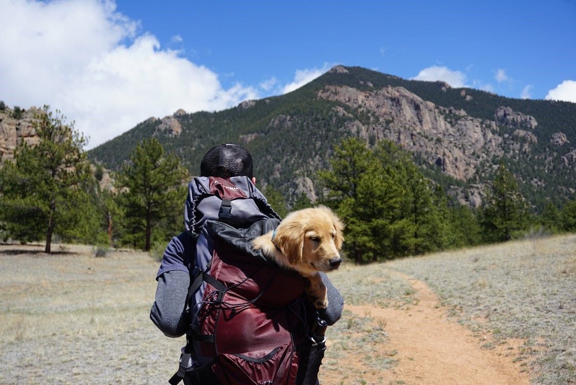 lowergear's tweet photo. Fur babies joining the excursion? Remember to always prep extra food and water and keep in mind any trail hazards that you might run into! Oh, and don’t forget the pick-up bags! 🐾 💩
#aztrails #arizonahiking #campingtips #backpacking #lowergear #camprentals https://t.co/1ZLaA5O6sF