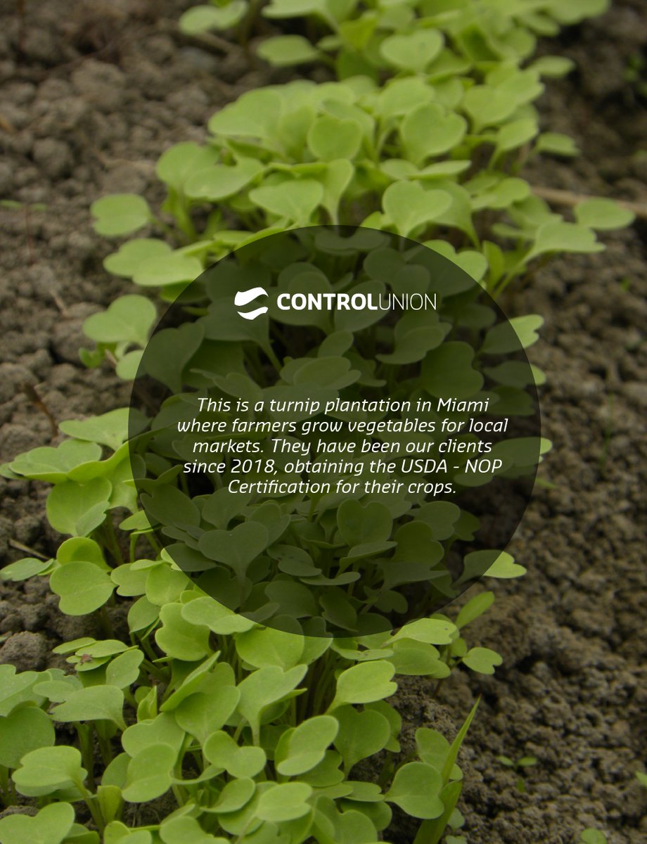 ControlUnionNA's tweet photo. Organic farming is a way of producing food that respects natural life cycles🌱😃
Control Union Certifications is accredited to certify a number of organic standards: USDA – NOP Organic Regulation and many others!
#ControlUnionNorthAmerica #ControlUnionGlobal #OrganicAgriculture https://t.co/hfPfwdpIKe