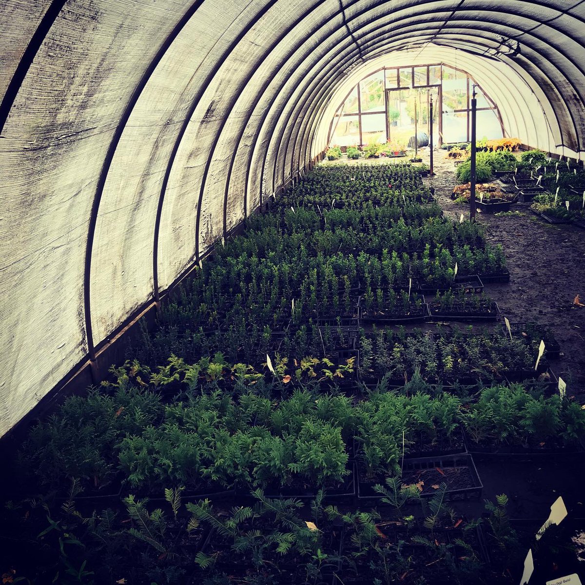 When I went to college my grandmother begged me to do anything but come back to the Nursrey... Glad I’m hard headed! My first crop is in the books! #lifesagardendigit