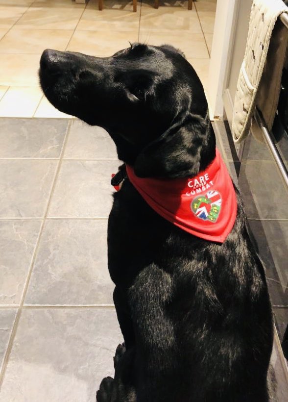 Gorgeous Ru Proudly wearing his Poppy and his Care after Combat bandana♥️👍 
Contact Rob rob@careaftercombat.org  and order your bandana 
Then tweet your favourite Pet wearing their bandana to support those who served and CAC. Can’t wait to see your pictures donate today ♥️♥️