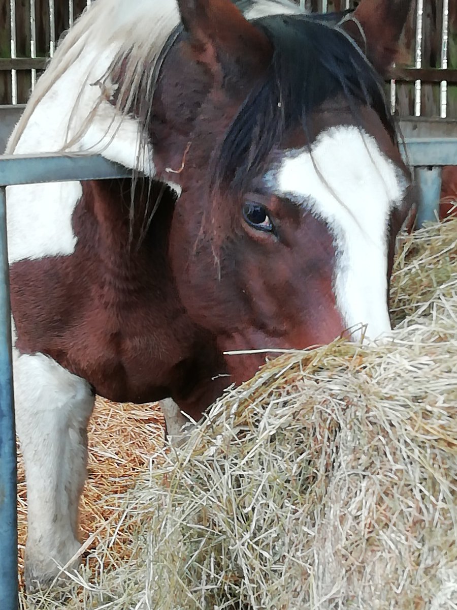 Why was Sicily not allowed to share food today?
I wondered how she felt all alone. They let her back in later.
Family herd squabbles on a rainy day?