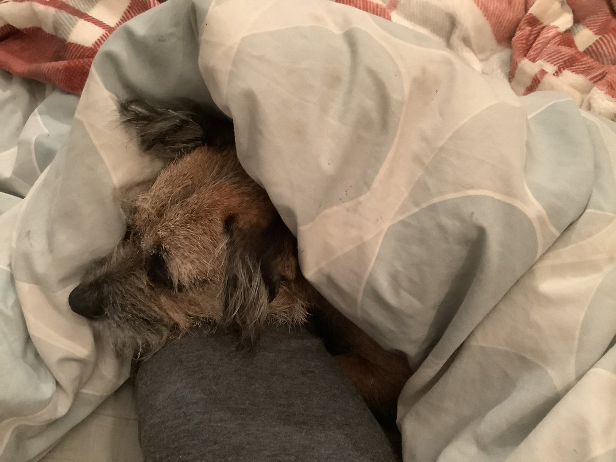 InspJapp's tweet image. Aww yiss... The best of both worlds pals! Can see what is Goin on as I warm up from a cold rainy walkies