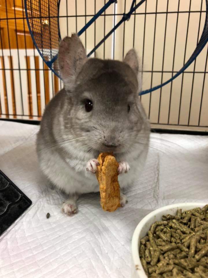 lcm_boutique's tweet photo. Its Apple Time here at #LCMPet and we are loving it! 
#everydayadventuresatLCM #snacktime #MunchinandChrunchinWithMachuandPicchu  #mtnhavenstrong #chewslove https://t.co/FARhkmgYnP