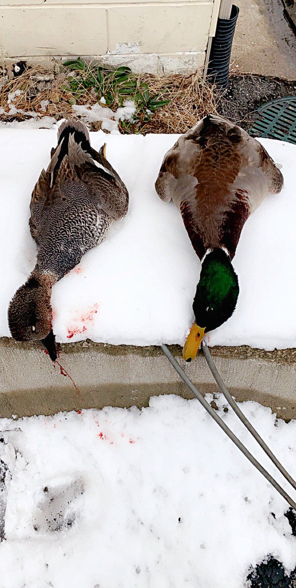 Name a better combo ☕️ 🦆drop you’re pics of your kills. #Fowledup #AvianX #Tanglefree #Eastcoastwaterfowl