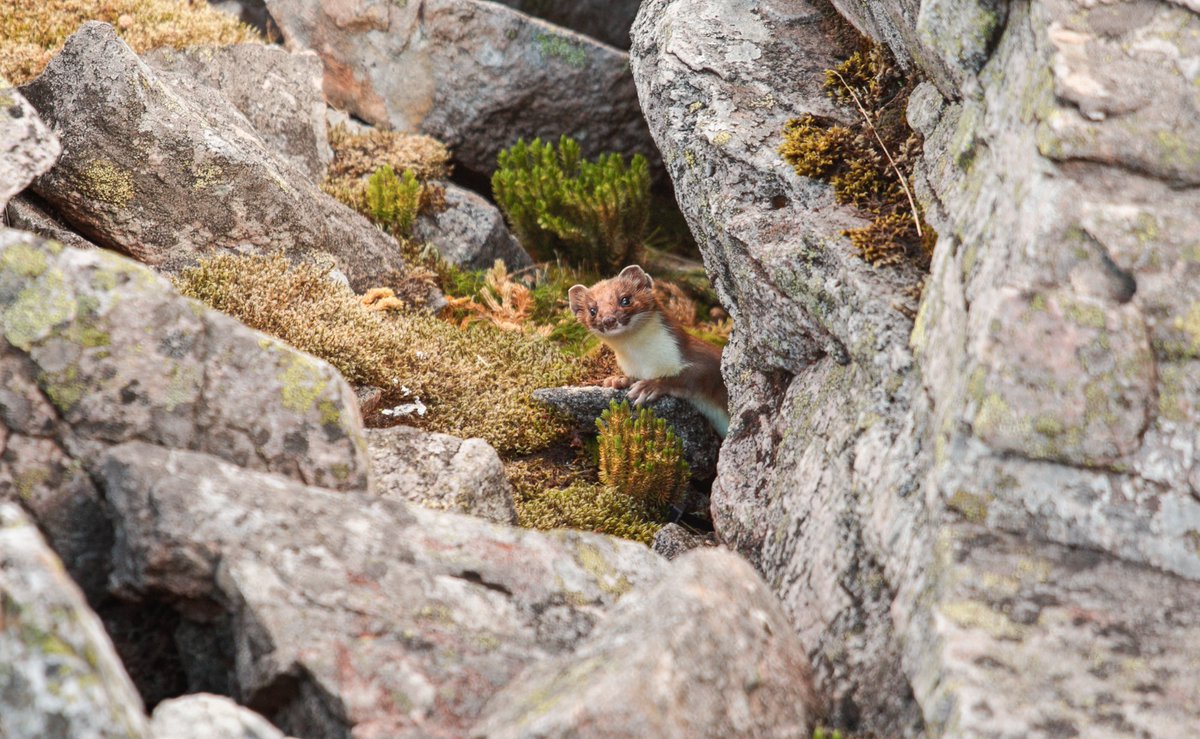 Picture of the day! Another great picture from Dean Bricknell!

'Peek a boo!'

#ecology #nature #outdoors #wildlife #Scotland #Scottishwildlife #wildlifebreaks