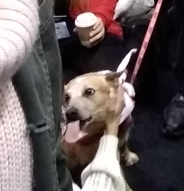 Thanks #SETACToronto for a great week of learning and meeting new and old friends... And especially for Pablo! <a href="/rmh_55/">رمح</a> @SETAC_world
