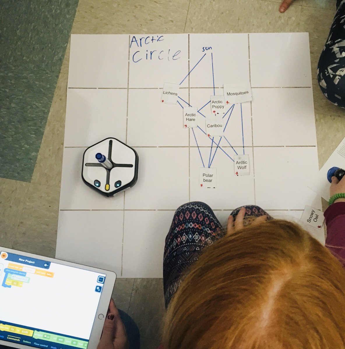 MsEngineerSmith's tweet image. What’s better than one robot? Two robots! Using @codewithroot robots to draw food webs and then @Ozobot to make the science diagrams come alive! @SouthernTiogaSD @WLM_Elem #codinginclassroom #codeincontent #CSforAll