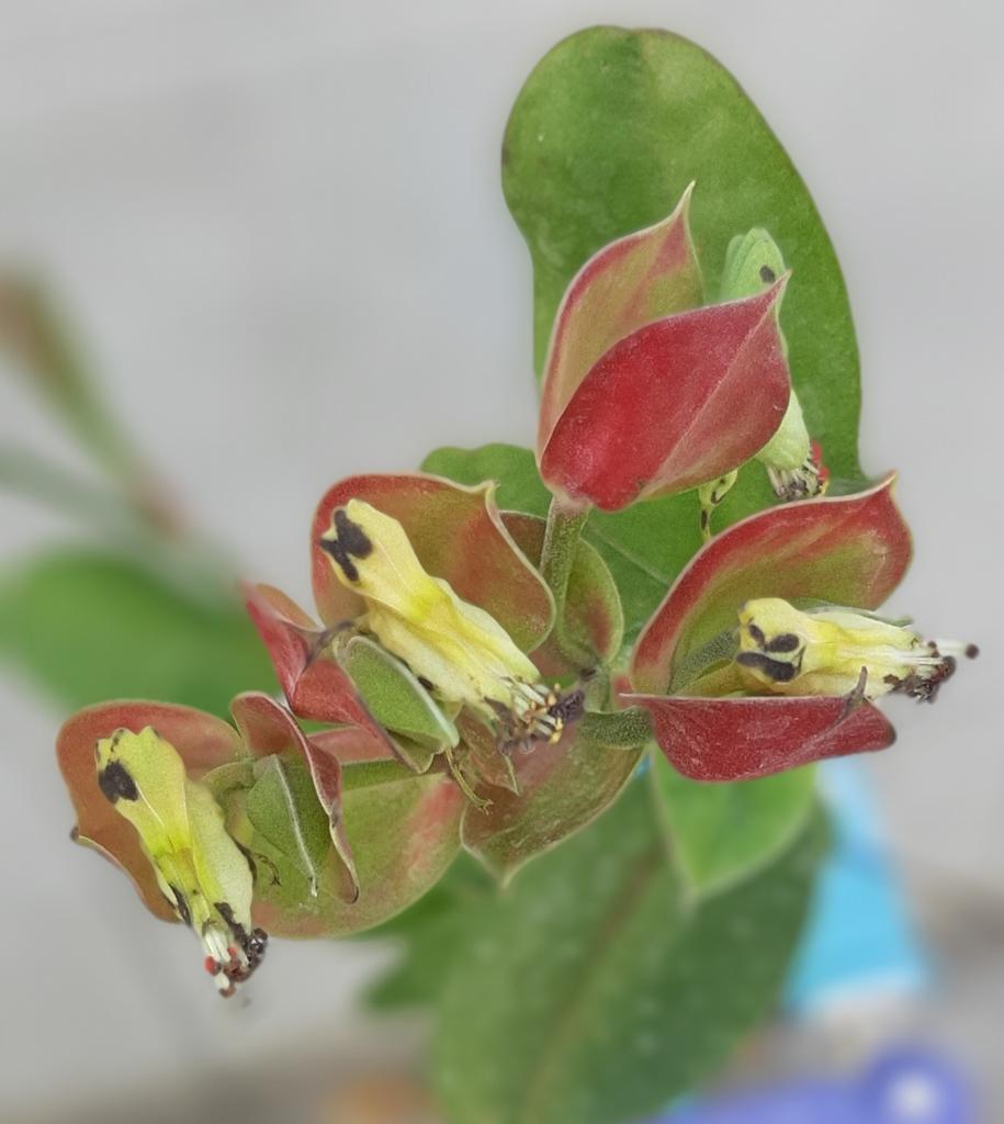 itool2000's tweet image. นกน้อยนำโชค