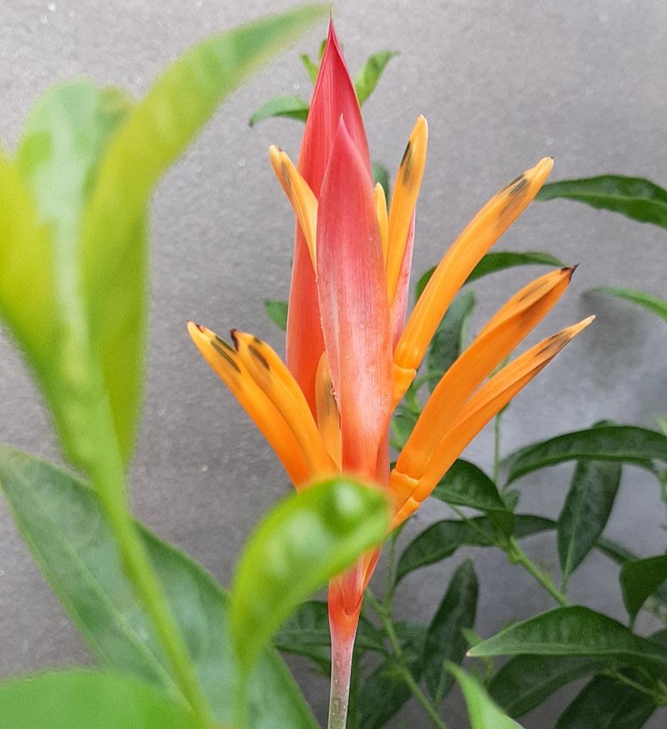 itool2000's tweet image. bird of paradise