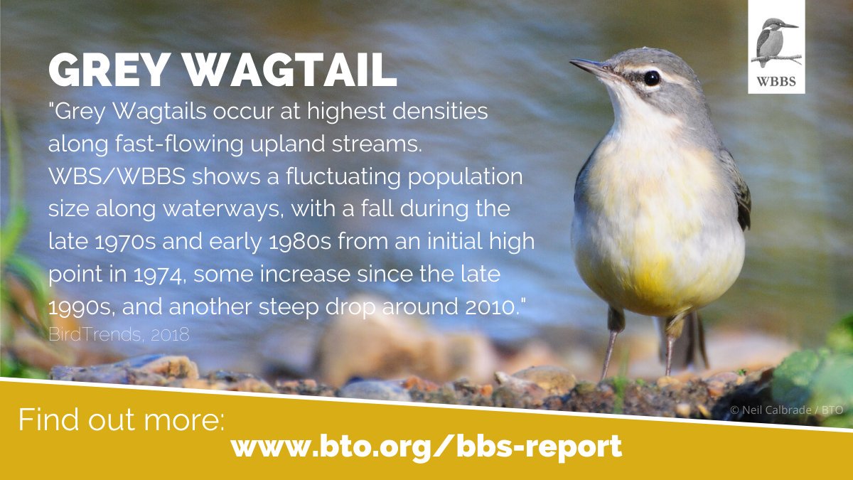 The Waterways Breeding Bird Survey reveals a slight decline in UK Grey Wagtail populations by 15% within waterway habitats since 2007. Discover more at #BirdTrends: bit.ly/grey_wagtail_t…

#CitizenScience #Monitoring #Birds
<a href="/_BTO/">BTO</a>, <a href="/JNCC_UK/">JNCC</a>, <a href="/RSPBScience/">RSPB Science</a>