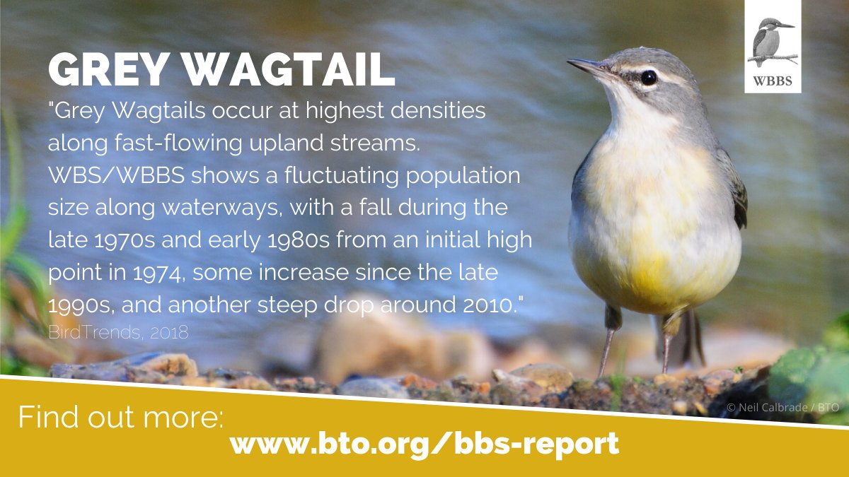 The Waterways Breeding Bird Survey reveals a slight decline in UK Grey Wagtail populations by 15% within waterway habitats since 2007. Discover more at #BirdTrends: bit.ly/grey_wagtail_t… #CitizenScience #Monitoring #Birds @_BTO, @JNCC_UK, @RSPBScience
