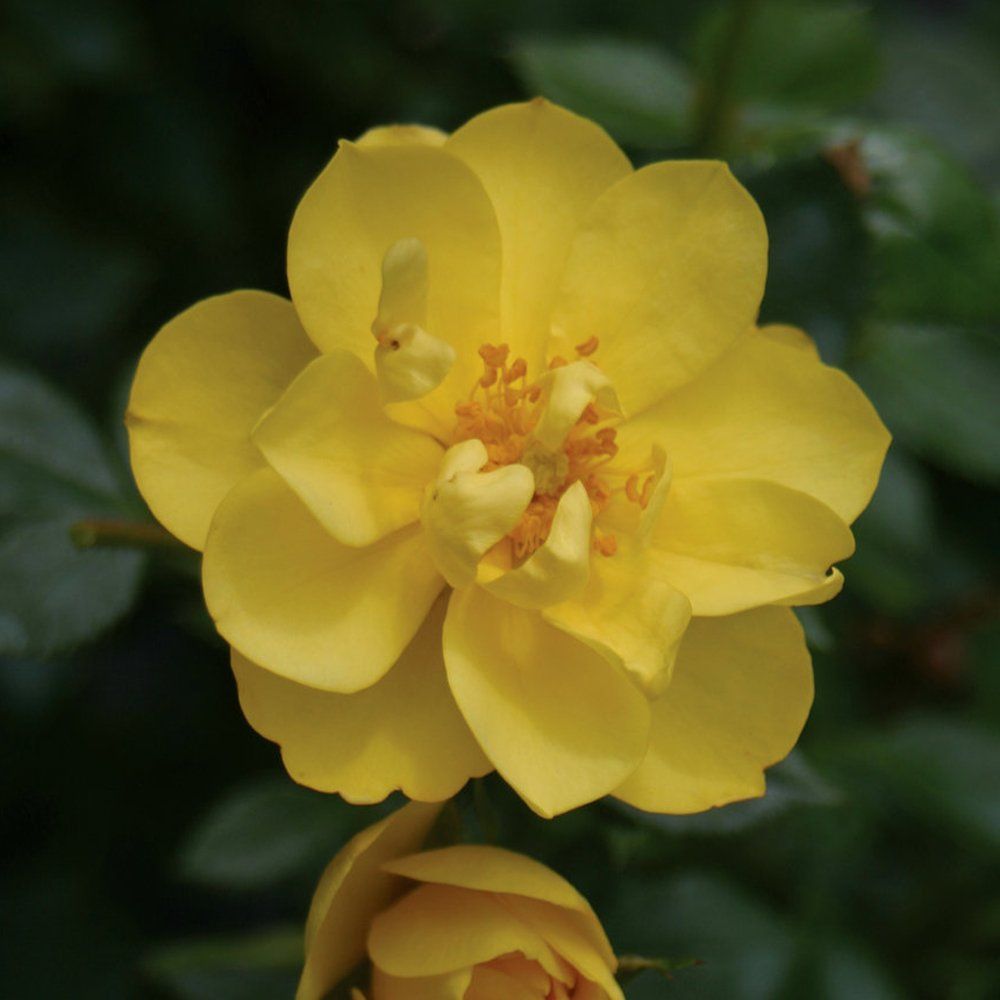 growjoyplants's tweet photo. Oso Easy® Lemon Zest Rosa is a long blooming, self-cleaning, rabbit resistant rose plant that produces brilliant yellow roses. It's easy to grow, and is hardy in zones 4-9. Tap to learn more: https://t.co/DQ37clZ1OY
#osoeasy #lemonzest #rose #rabbitresistant #flowers #growjoy https://t.co/W9UqCjLtBR