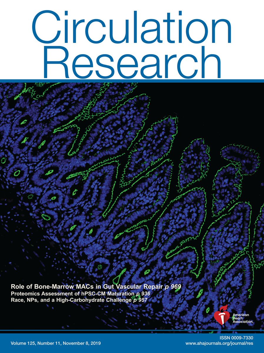 CircRes's tweet image. @CircRes Nov 8th Issue is out!  ow.ly/qOhb30pQPeX 

About the cover: Immunostaining for ZO-1 (aka tight junction protein-1) demonstrates the #symmetry of the #TightJunctions in healthy #gut #epithelium.