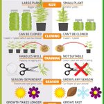 Image for the Tweet beginning: feminized vs autoflowering #cannabis 