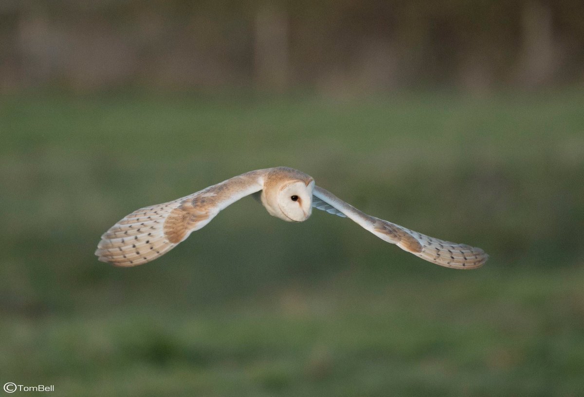 Barnowls Hashtag On Twitter