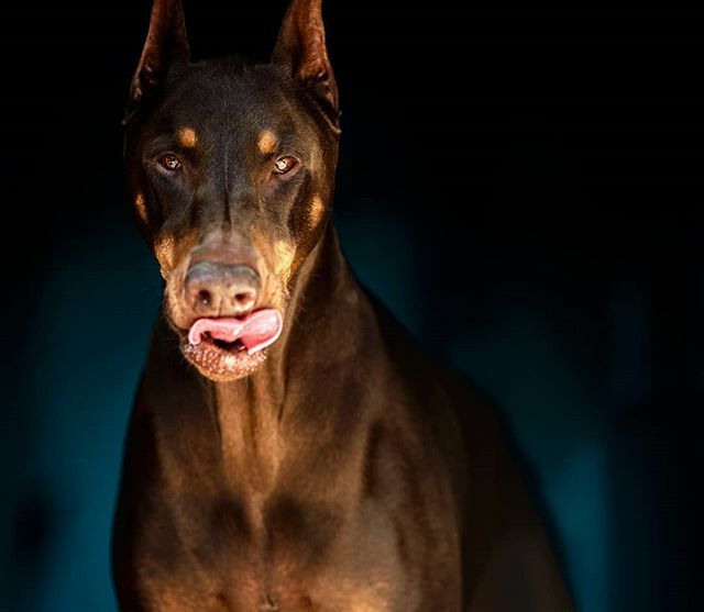 rubydooby_do's tweet photo. The look I want Ruby to give anyone that would try and break into our house 😁
.
.
#myguarddog #justonelook #stareyoudown #lovethatface
#rubydooby_do #alldoberman #doberman #dudeswithdogs #dobermann #dobiesofinstagram #dobielove #topdogphoto #daddyof… https://t.co/RK3SyNJXGt https://t.co/jXSOnbzzuj