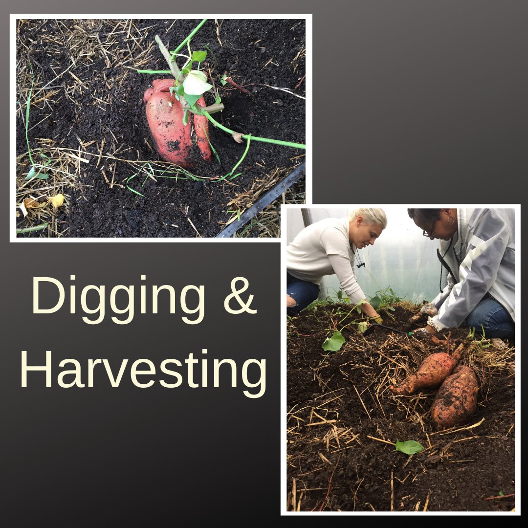 Curbside Market tweet media