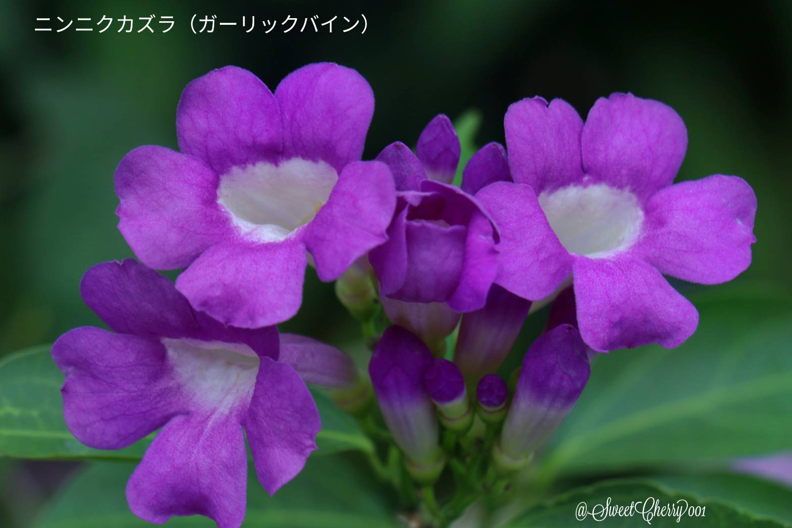 ニンニクカズラ Twitter Search Twitter