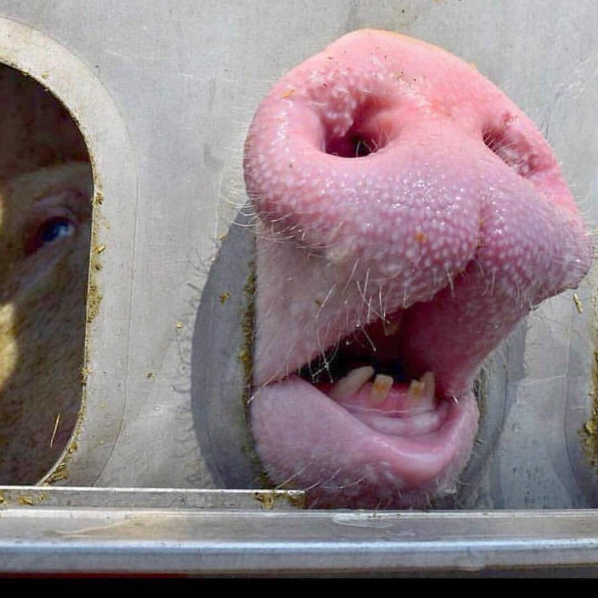 TorontoPigSave's tweet image. Help me!

💔🐷💔

#vegan