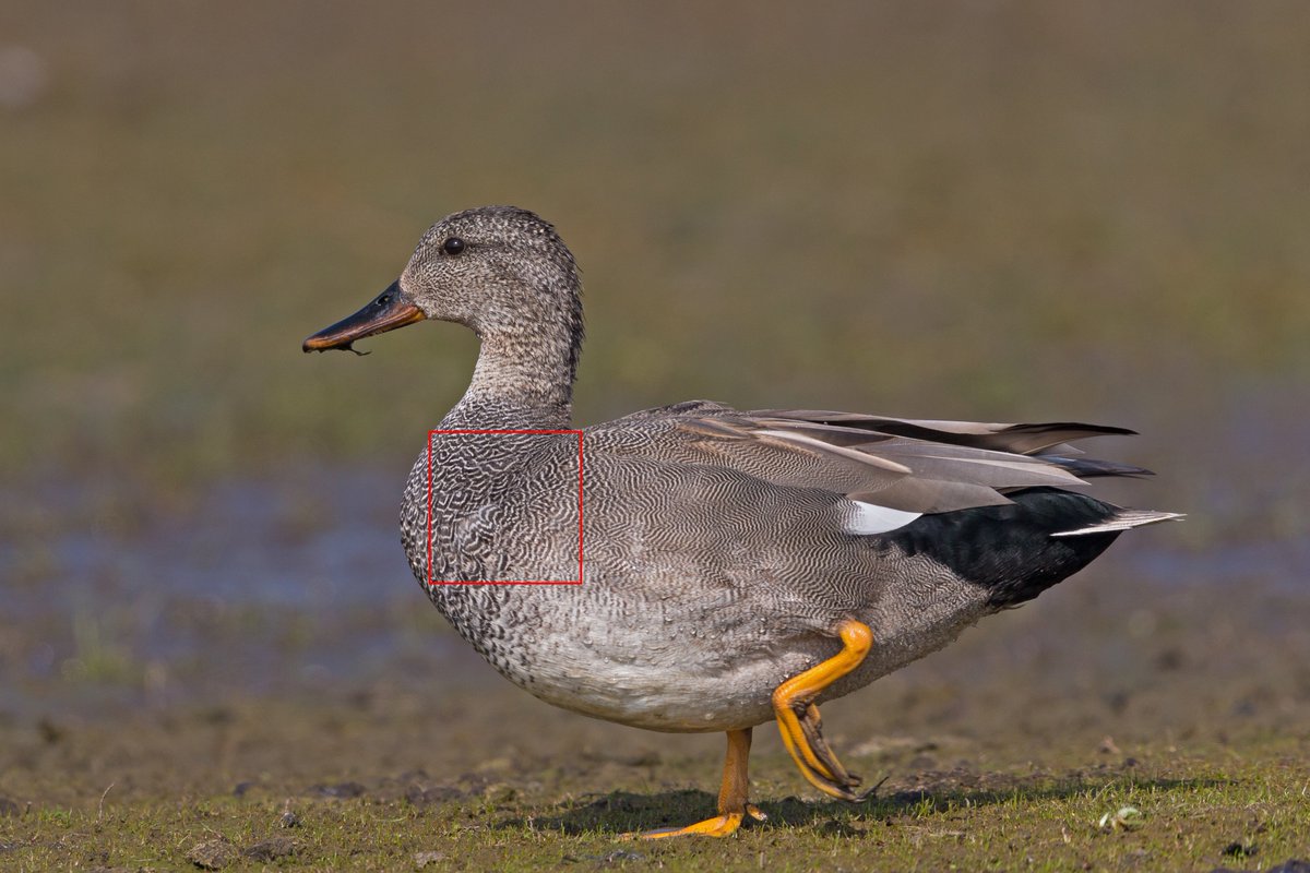BirdingFantasy's tweet photo. We've got our first winner! @drewweber correctly guessed Gadwall - and I didn't even have to flash you a white speculum. UNDERRATED BIRD. Read more about it here, and look for more #BirdBits tomorrow: https://t.co/iOqRa8FAAJ
(📷 Andreas Trepte) https://t.co/yqLtp14kUl