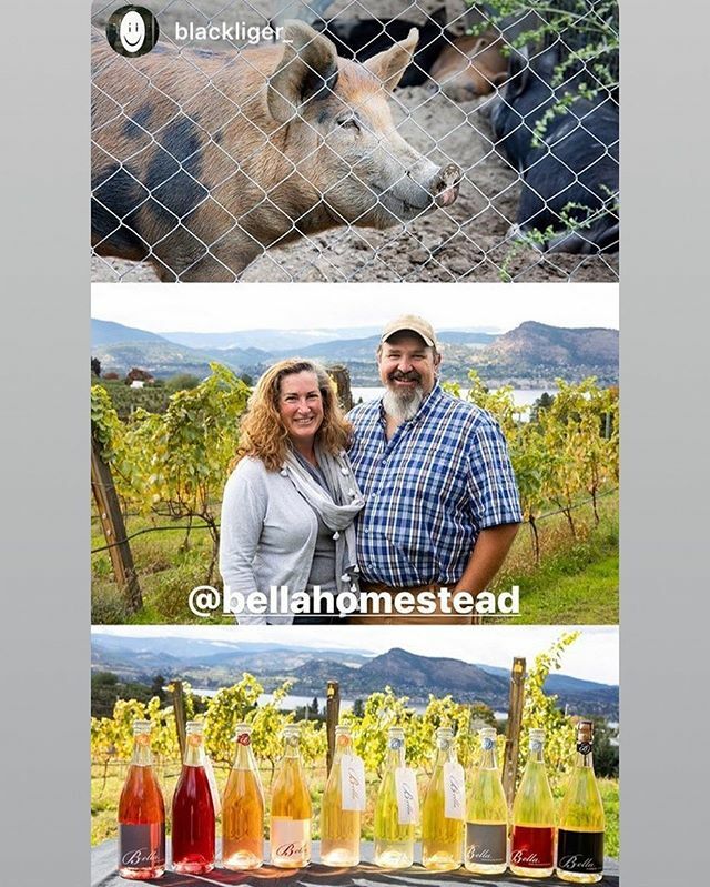 Today was a big day in Bella history ... we are in <a href="/bonappetitmag/">bonappetitmag</a> alongside some crazy amazing BC wineries. Most articles on bc wine include the “big guys” so for us small producers it’s awesome to get on the radar of such an iconic mag. HUGE thanks to @… ift.tt/2Cml2lU
