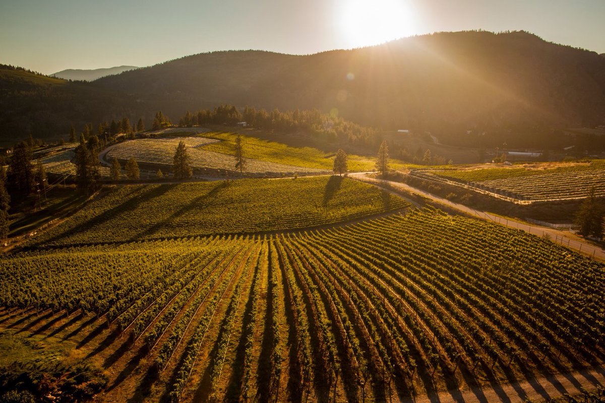 🎶Good day sunshine🎶The Okanagan Valley is warmer and more arid than the Napa Valley receiving nearly 2 hours more sunlight per day during the peak July/August growing season. The result? Crisp fruit-forward wines that can stand the test of time. Another reason to #BuyBC #BCWine