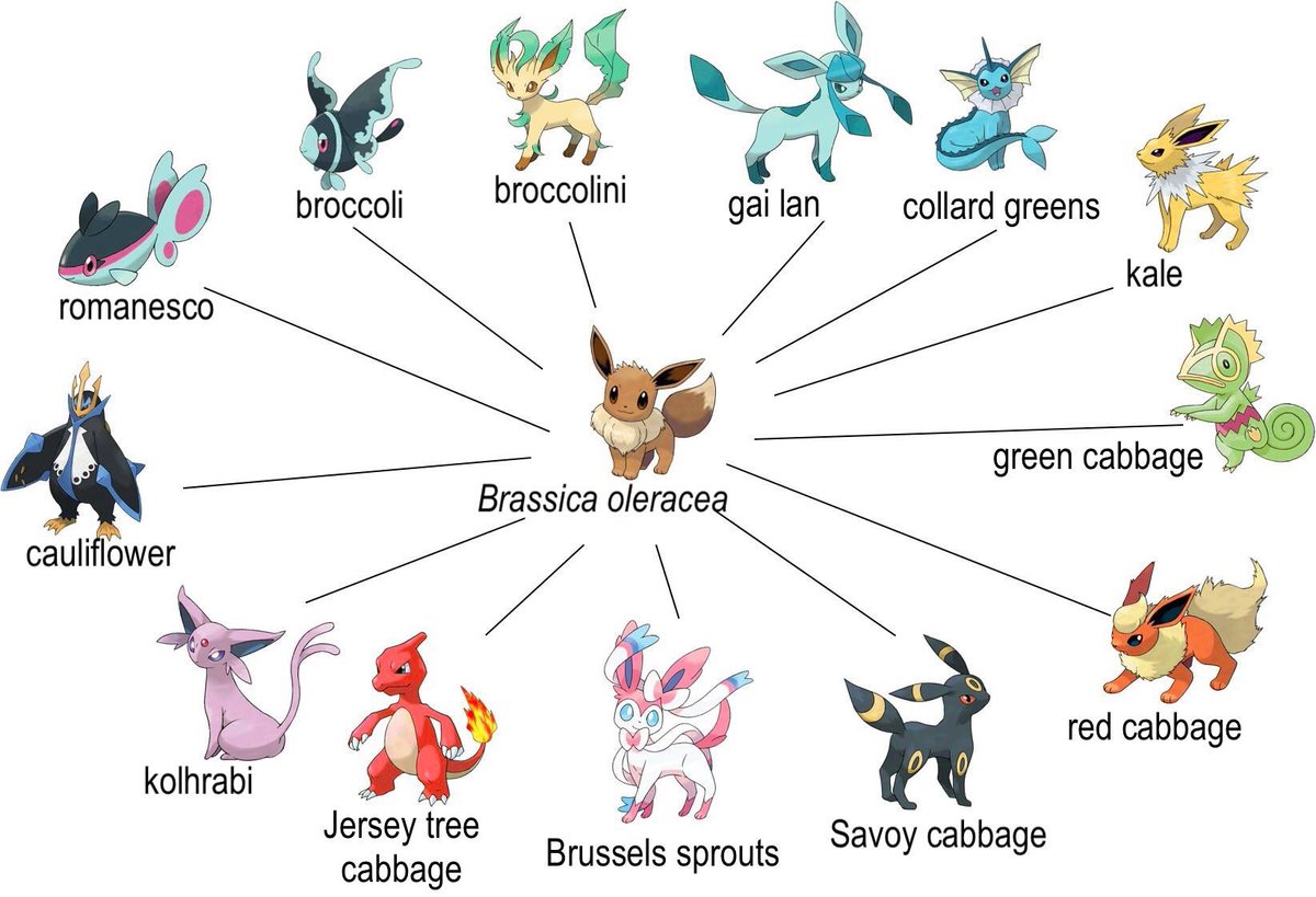 Explaining Brassica breeding as Pokémon Go Eevee evolution!Credit - Isaac G...