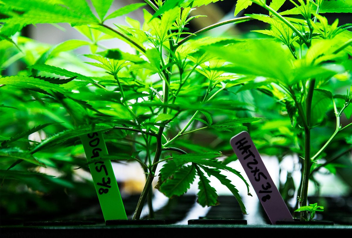 Where it all begins......🌱 
.
.
.
.
.
#olio #dabolio #olio710 #dabolio710 #veg #vegetation #cannabis #hash #terps #terpenes #cannabiscommunity #cannabisphotography #solventless #rosin #quality #garden #grow #concentrates #denver #colorado #topshelf