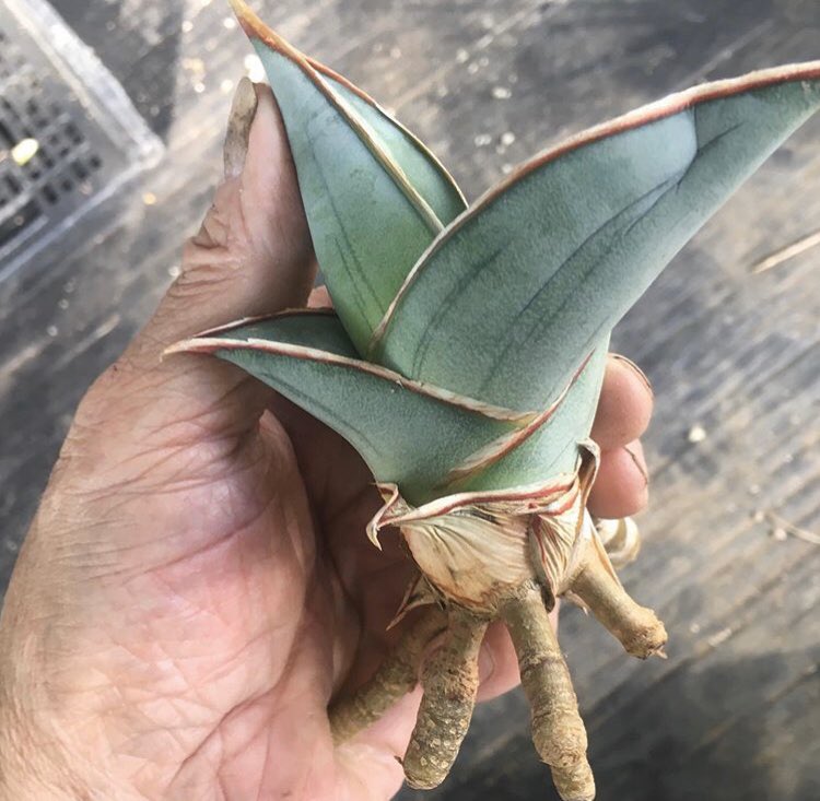 サンスベリアエーレンベルギーバナナ