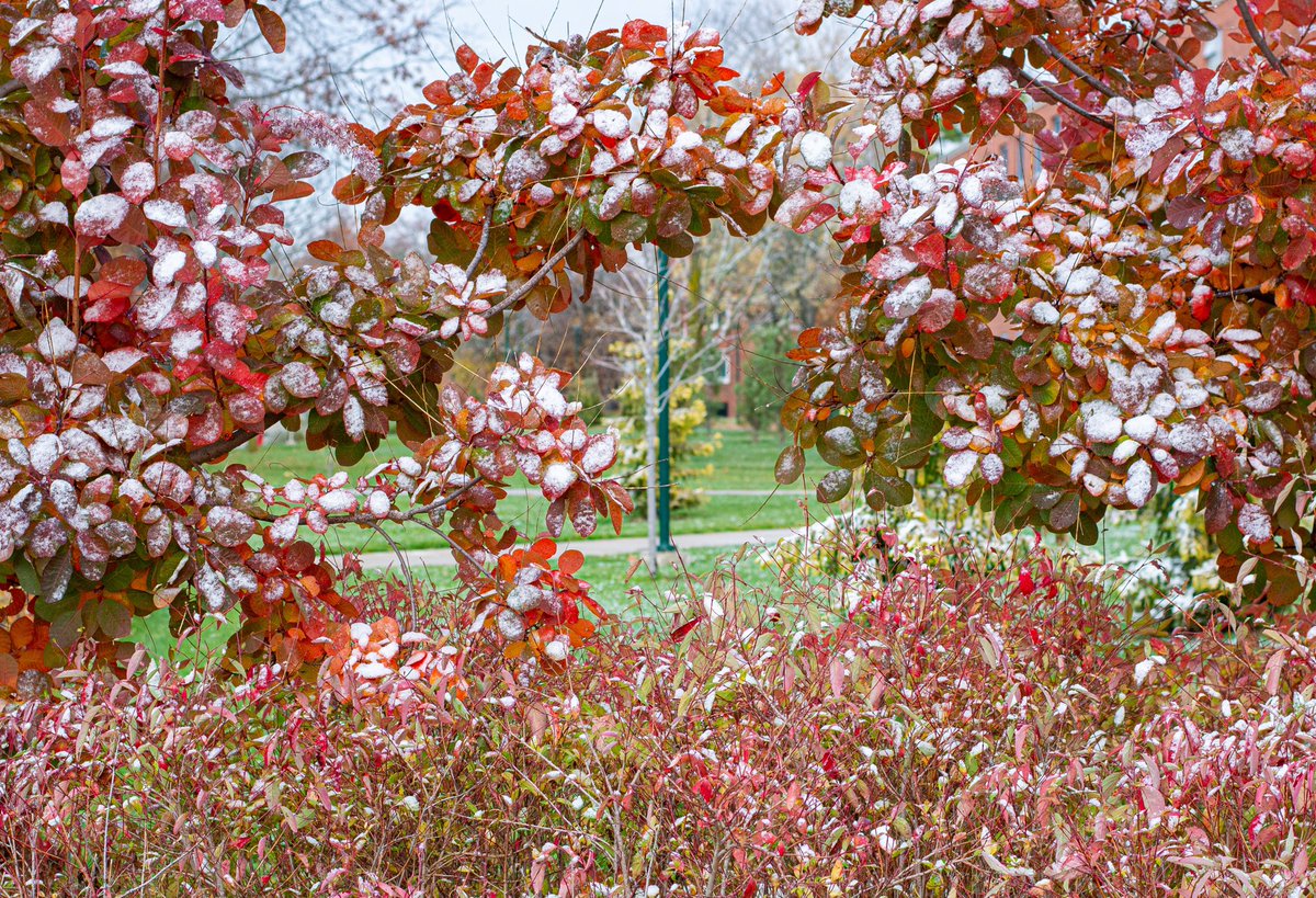 MathStarke's tweet image. Welcome to @Brockport where it is officially #finter 
#fall #winter #photography #mothernature #confused #newyork