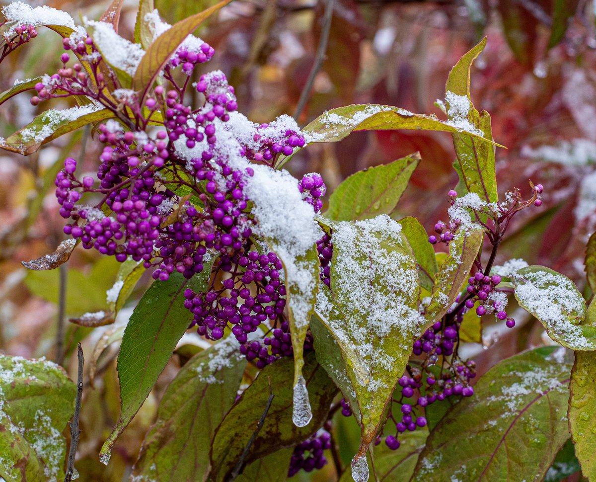 MathStarke's tweet image. Welcome to @Brockport where it is officially #finter 
#fall #winter #photography #mothernature #confused #newyork