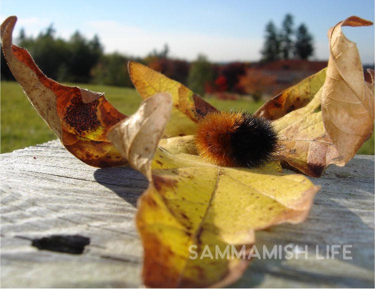 #tbt #ThrowbackThursday 
Love the Sammamish Y, but back in 2008 this was a pretty sweet scene!
#sammamishlife <a href="/CityofSammamish/">City of Sammamish</a> 
<a href="/ChristieMalchow/">𝓒𝓱𝓻𝓲𝓼𝓽𝓲𝓮 𝓜𝓪𝓵𝓬𝓱𝓸𝔀</a> 
@sammcomment 
<a href="/sammamishlive/">Sammamish Live!</a>