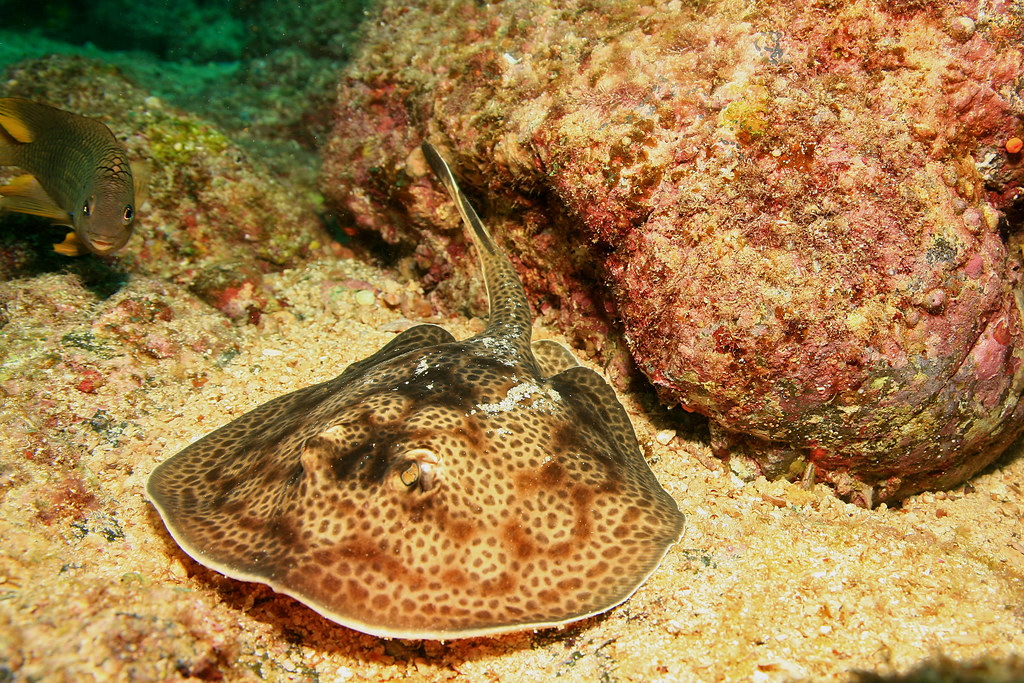 CIMI_Science's tweet photo. Happy #fishfriday! This week we are talking about the round ray! The scientific name for the round ray is Urobatis halleri. Urobatis is based on two Greek words, oura and batis that translate as tail and ray, respectively. #cimiscience #roundray #chondrichthyes https://t.co/QODNFAIx7q