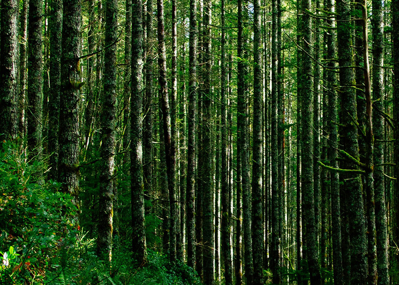 DuncanPrint's tweet photo. Did you know? Forests, which provide 90% of the fresh fibre used by the European pulp and paper industry, have been growing by an area equivalent to 1,500 football pitches every day. via @TwoSidesUK #SustainablePackaging #CartonboardPackaging https://t.co/vV0UaNZxnM
