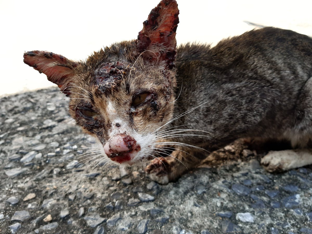 THEDUFF_DUFF's tweet image. ขอคำแนะนำหน่อยค่ะ คือเราเจอน้องแมวน่าจะเป็นแมวจร มีแผลบริเวณขาหน้าซ้ายและใบหน้า เราไม่รู้ว่าน้องไปโดนอะไรมาแต่คิดว่าน่าจะโดนหมากัด ตอนนี้น้องหายใจติดขัดมาก อาจจะเพราะแผลบริเวณจมูก เราไม่รู้จะช่วยน้องยังไงพอจะมีเพจหรือหน่วยงานอะไรที่ช่วยเหลือน้องได้มั้ยคะ
#ทวิตดีคนรีน้อย #ทาสแมว