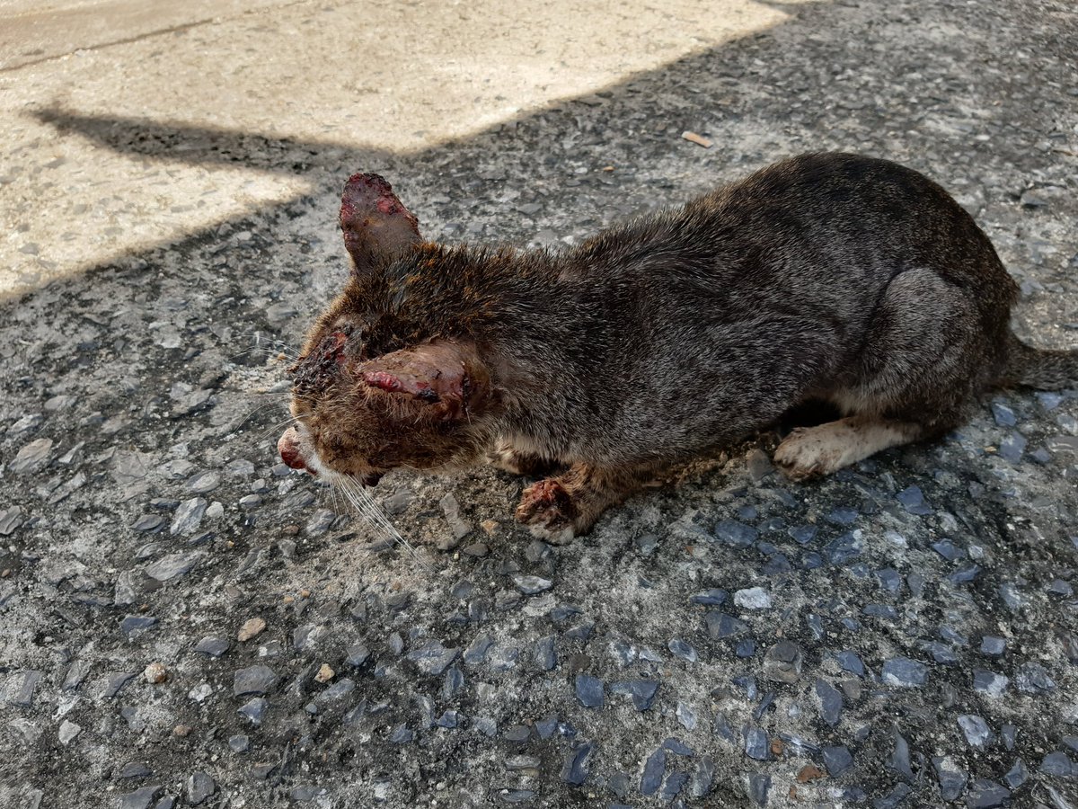 THEDUFF_DUFF's tweet image. ขอคำแนะนำหน่อยค่ะ คือเราเจอน้องแมวน่าจะเป็นแมวจร มีแผลบริเวณขาหน้าซ้ายและใบหน้า เราไม่รู้ว่าน้องไปโดนอะไรมาแต่คิดว่าน่าจะโดนหมากัด ตอนนี้น้องหายใจติดขัดมาก อาจจะเพราะแผลบริเวณจมูก เราไม่รู้จะช่วยน้องยังไงพอจะมีเพจหรือหน่วยงานอะไรที่ช่วยเหลือน้องได้มั้ยคะ
#ทวิตดีคนรีน้อย #ทาสแมว