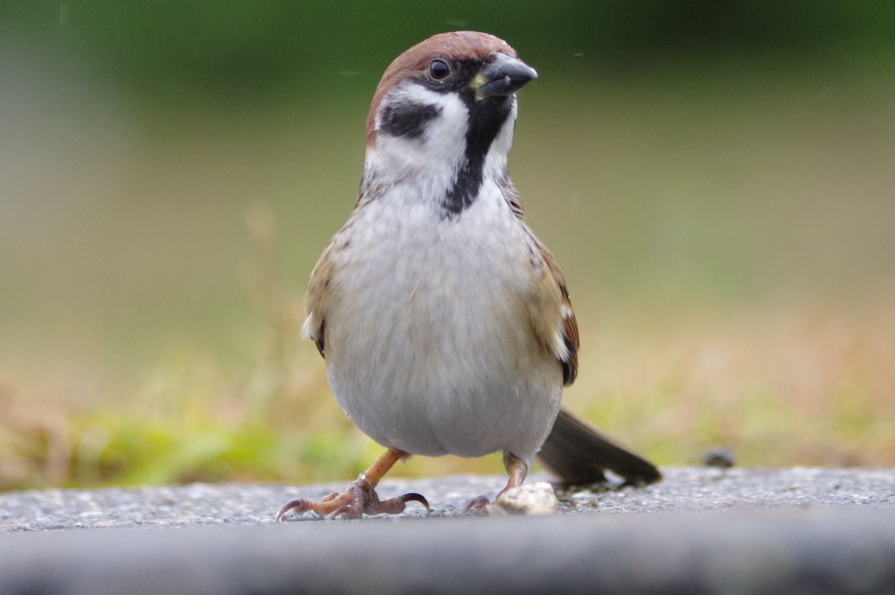 中野さとる 一瞬で細くなるスーさん 雀 スズメ すずめ Sparrow 鳥 小鳥 野鳥 Bird T Co Iysxbkilvm Twitter