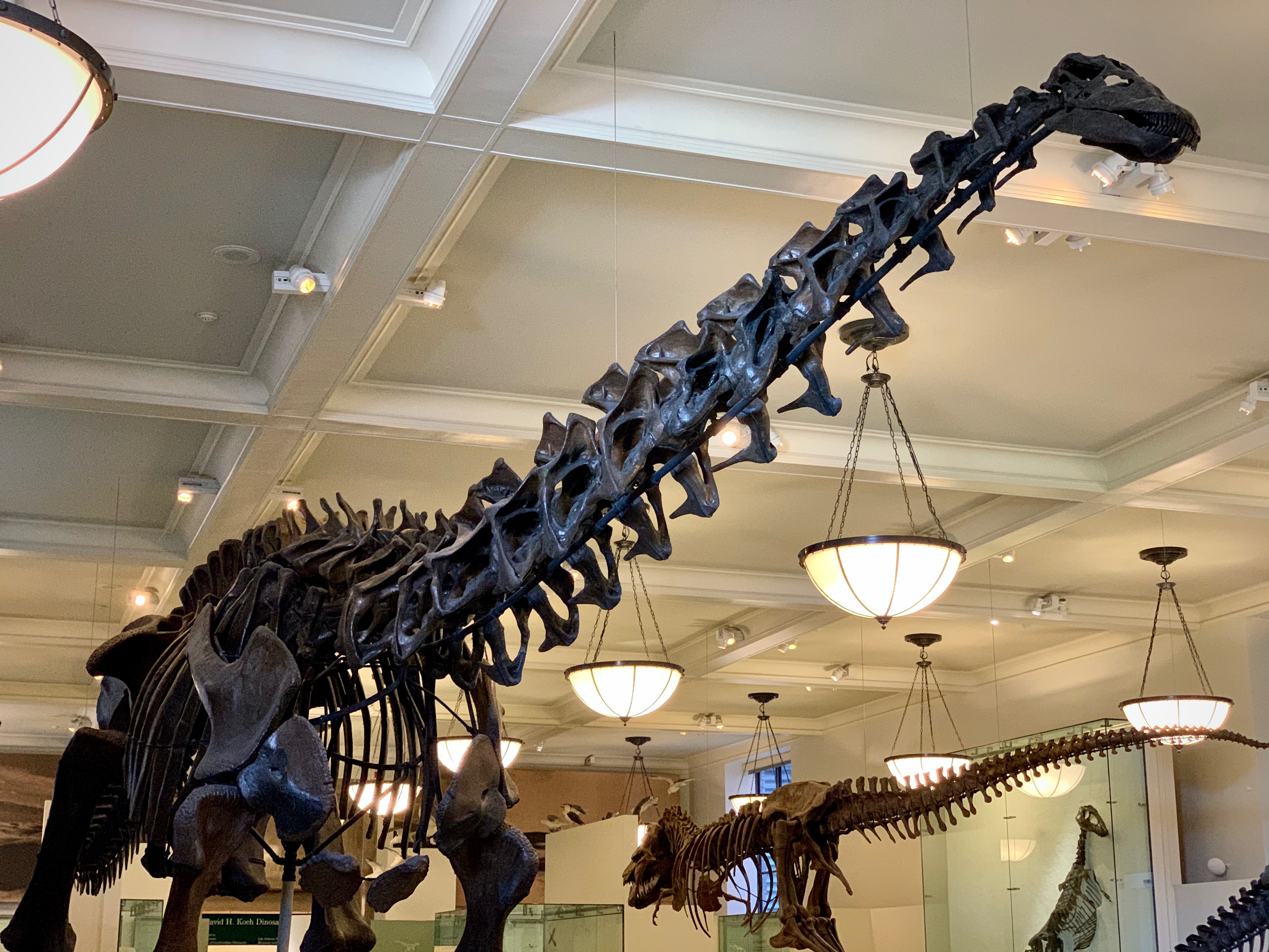 American Museum of Natural History on Twitter: "Did you know that the  Museum\