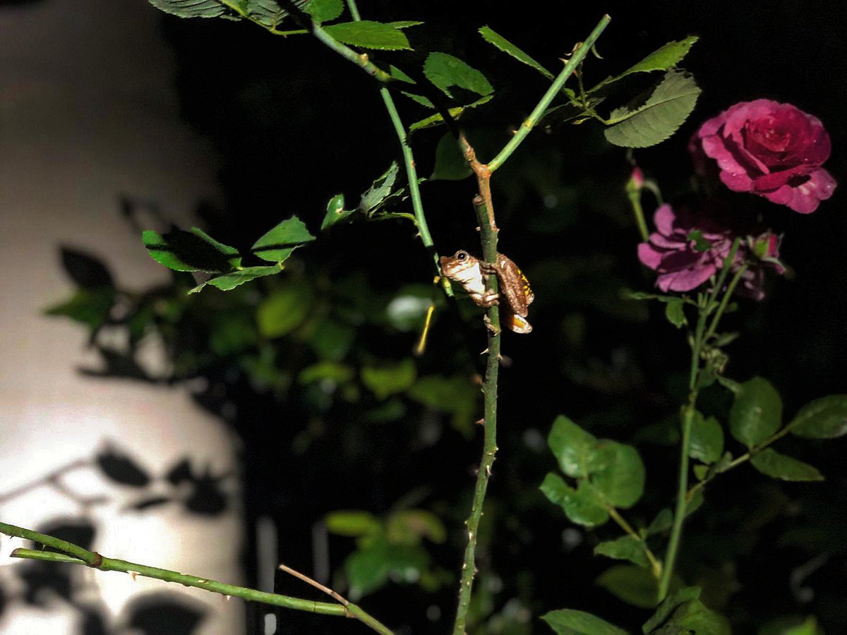 deanhsosa's tweet photo. 🐸🌺 https://t.co/jYjRFOX4c8