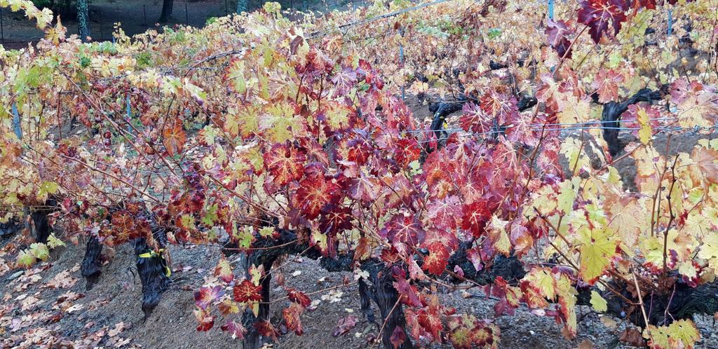Otoño en #fuenterreina, #vinos de Sevilla #tintoandaluz, belleza de la #sierranorte sevillana