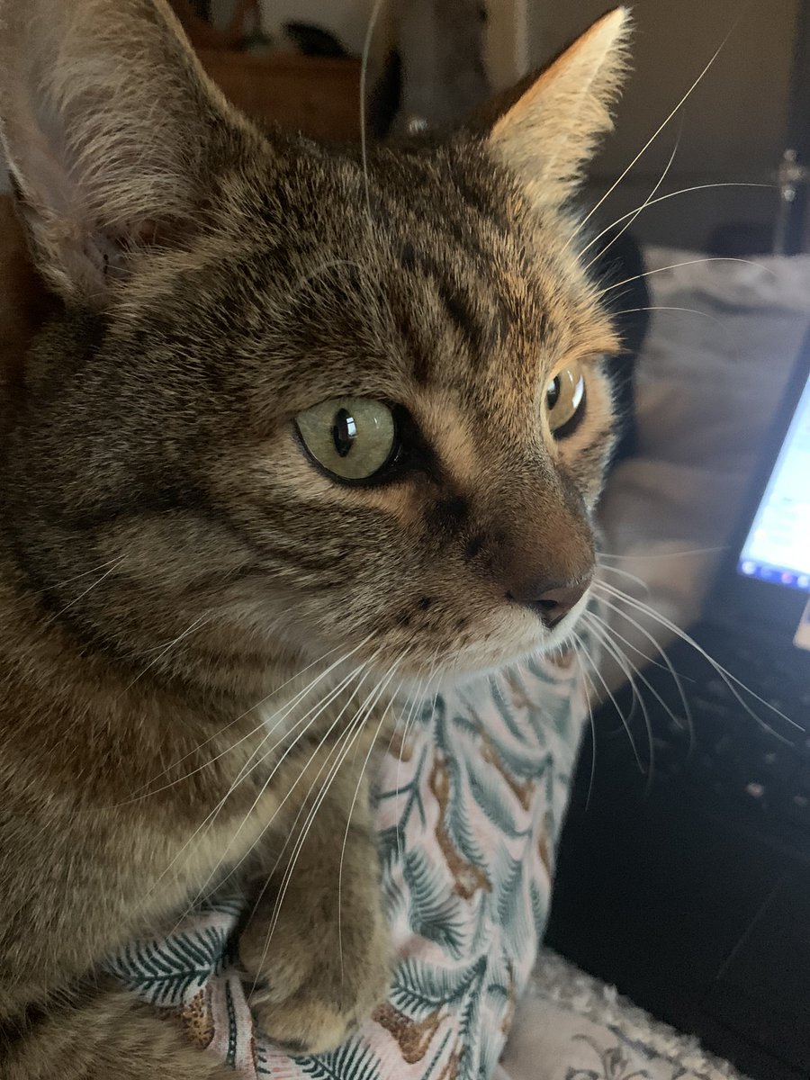 VixLouPix's tweet photo. Interested in why I am at home working #cathelpers #CatsOfTwitter #direcat https://t.co/SujN1iMefm