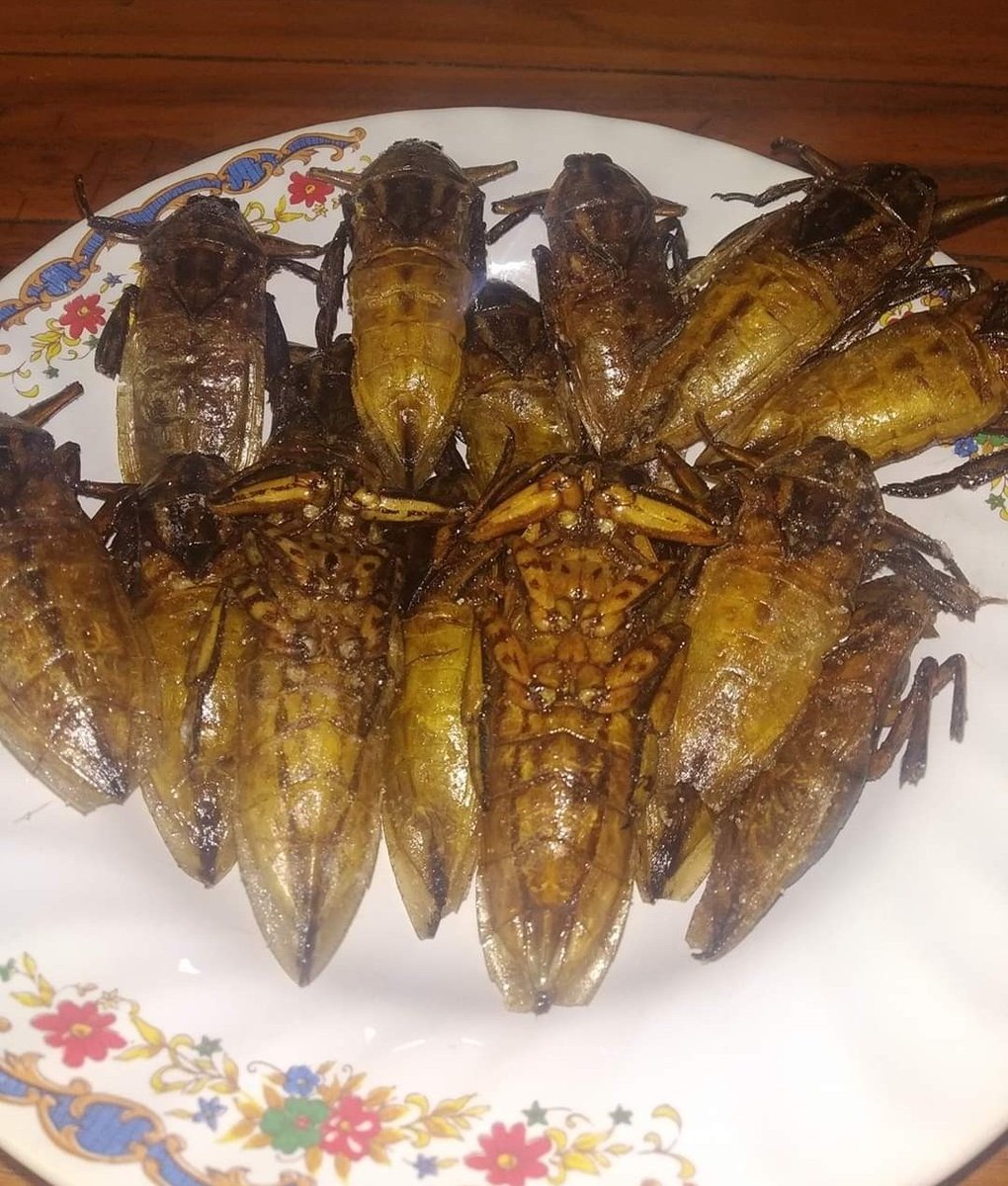 TACSThailand's tweet photo. Nice big scrumptious bugs to eat! 

https://t.co/gS7emiLmxT

#TACSThailand #TACScamping #TACSbushcraft #TACSsurvival #SteveKThailand #camping #bushcraft #survival #prepping #food #survivalfood #animals #insects #eatingbugs https://t.co/s9gW4dYNBF