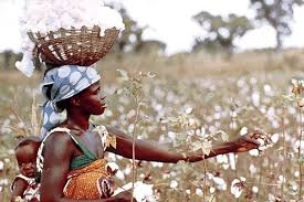 tendohh's tweet photo. Government remains committed to reviving the cotton industry and has demonstrated that through various interventions such as the Presidential inputs Scheme that distributed more than 8000 tonnes of cotton seed to 400000 farmers countrywide.#cottco doing a great job https://t.co/WqIlclqU3R