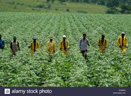 tendohh's tweet photo. Government remains committed to reviving the cotton industry and has demonstrated that through various interventions such as the Presidential inputs Scheme that distributed more than 8000 tonnes of cotton seed to 400000 farmers countrywide.#cottco doing a great job https://t.co/WqIlclqU3R