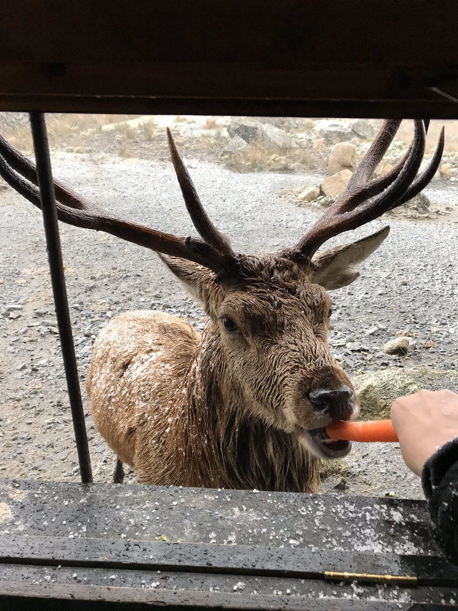 The Red Deer Park in the Galloway Forest is open all year round. 🦌🦌🦌

Don’t forget to take a bag of carrots when you visit 🥕🥕🥕 the deer love them.

This was our visit earlier in the year. ❄️ #gallowayforest #swc300 #reddeer #dayout