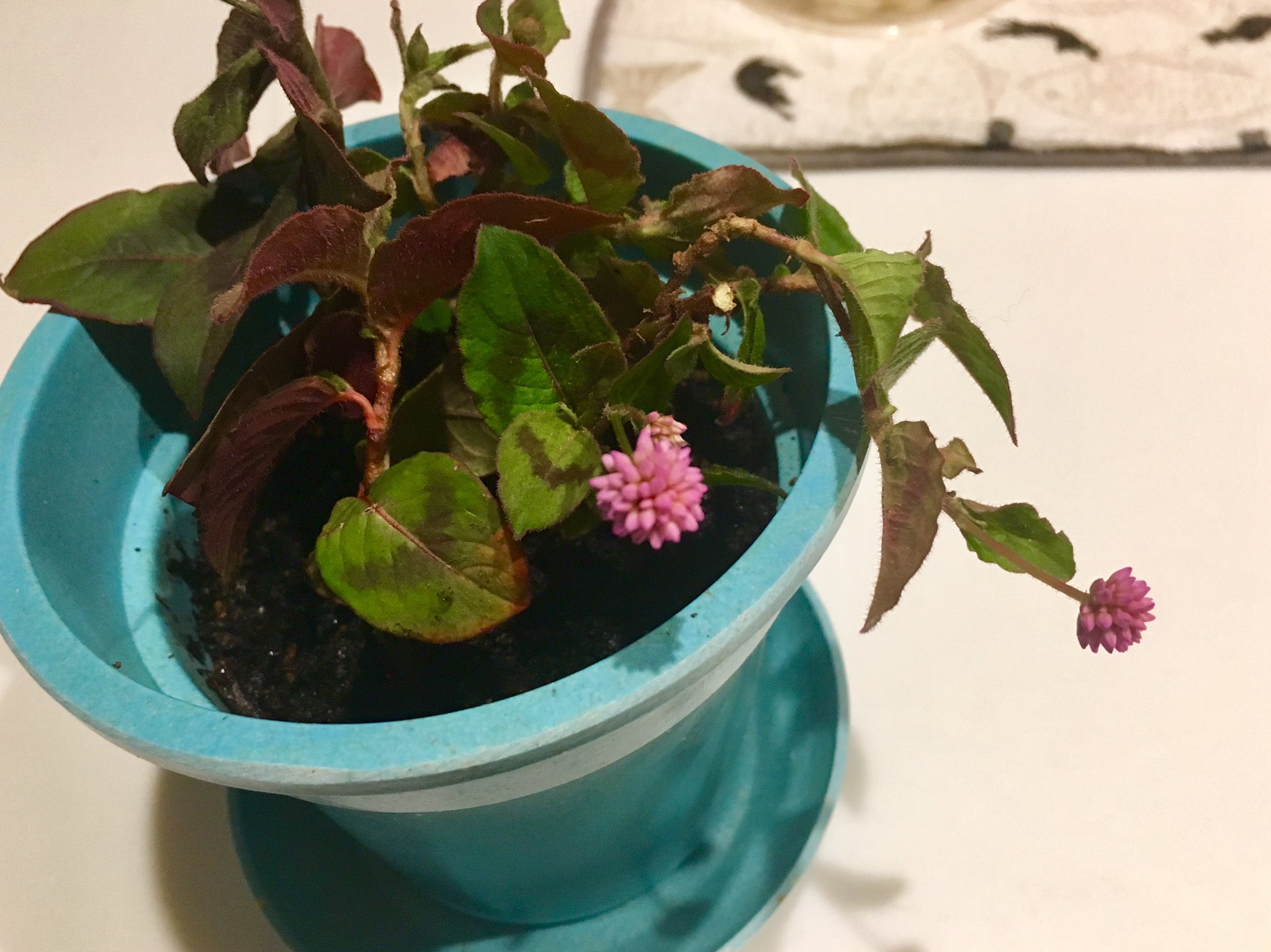 みやぎ 庭の芝生の禿げた所にヒメツルソバを植えたくて 道端に野生化してるのをちょん切ってきた 挿し木 で増えるって書いてあったから植えてみたけど よく読んだら挿し木は春にやるものみたいなので 根付かないかも T Co Njyvfel41w Twitter