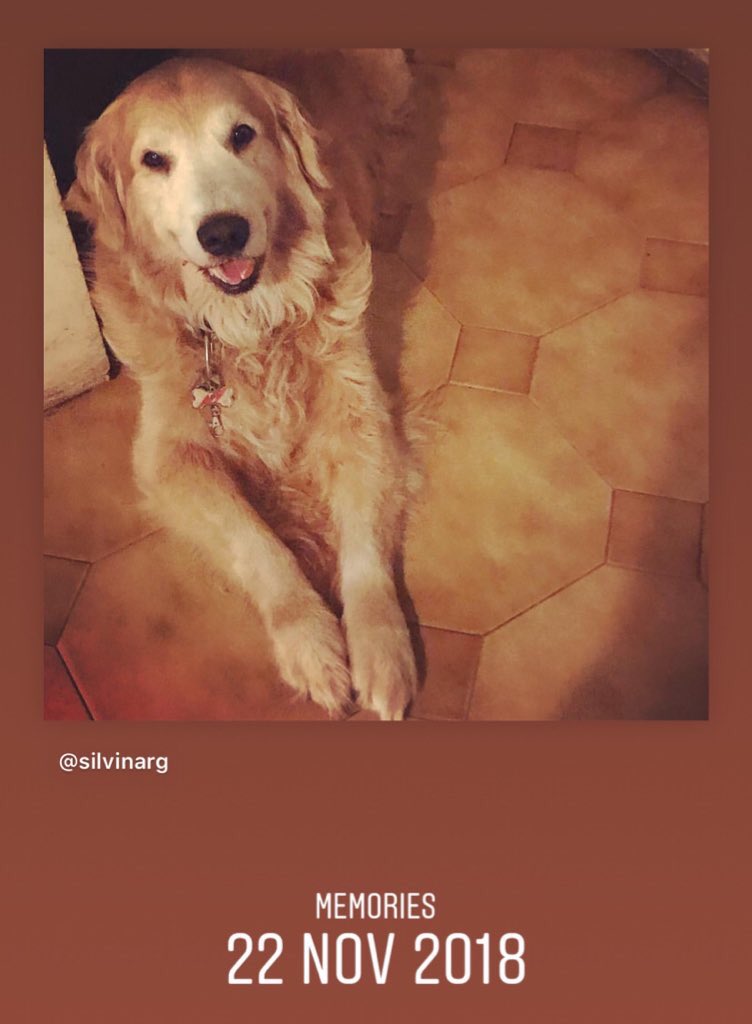 Liam_RG's tweet photo. Me vas a acompañar toda la vida chancho de mi coraz��n. Te amo con el alma y te extraño siempre ♥️ 🐾Liam🐾
.
.
.
.

#extrañoamiperro #lovemydogs #dogsarefamily #goldenretriever #eternallove https://t.co/Z9Pb1l4aUw