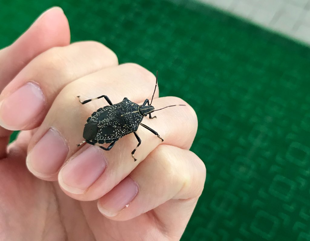さとう 寒い 寒すぎてキマダラカメムシが校舎に入ってきた かわいい T Co Vqymuovyoo Twitter
