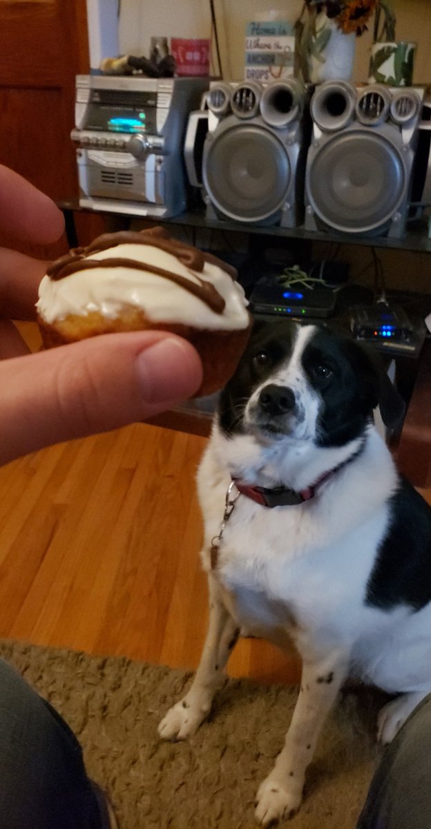 PhysEd_Warrior's tweet image. Harley #animalsofwestside #footballdoggo #cakeislife