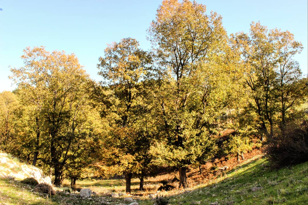 georgio_ag's tweet photo. Beautiful golden Aazer trees (iron oak/hairy oak)

#Lebanon #Akkar #Qobayat #Oak #Aazer #Forest #Leaves #Autumn #Nature @ Al Qubayyat, Liban-Nord, Lebanon https://t.co/214Q7QB02I https://t.co/vuNc2XpZ7N